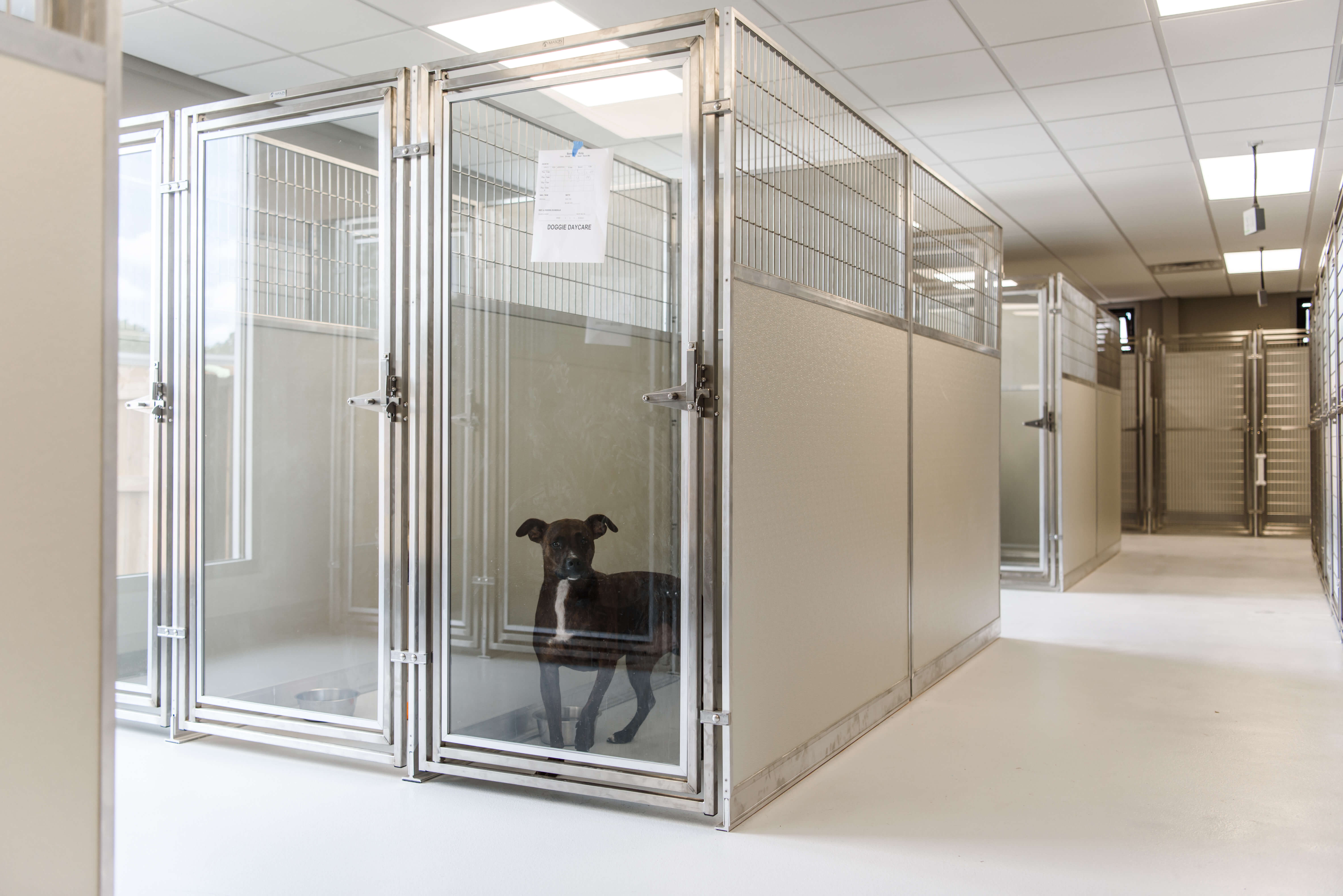 Boarding for Dogs The Pet Hospitals