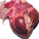 Heartworms
