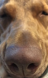 my dog's nose is hot