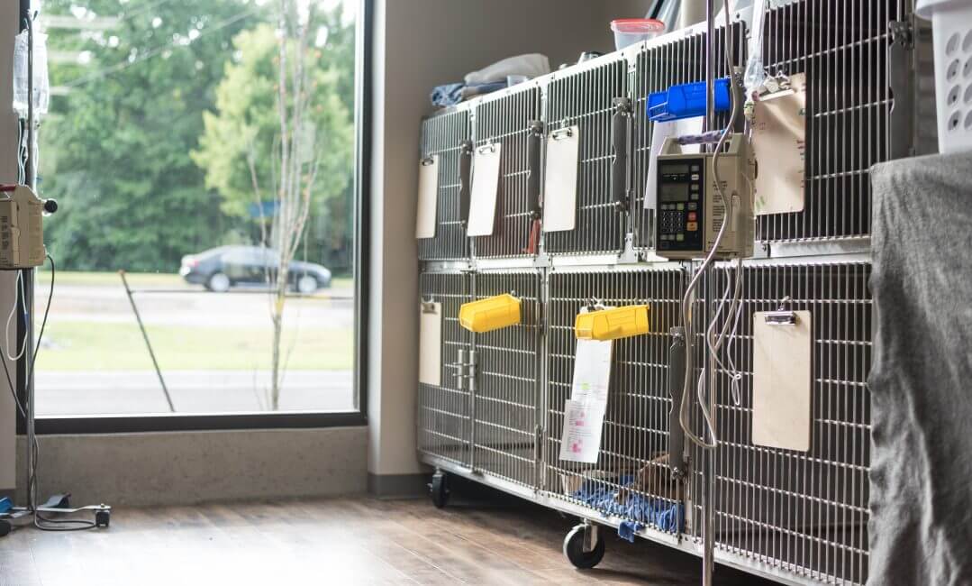 Expert Veterinary Care in Lakeland | The Pet Hospitals