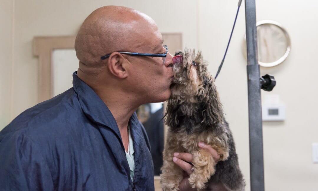 Expert Veterinary Care in Collierville The Pet Hospitals