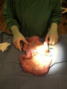 Large dog pyometra