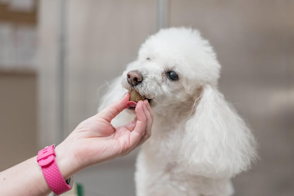 can i buy dog antibiotics over the counter