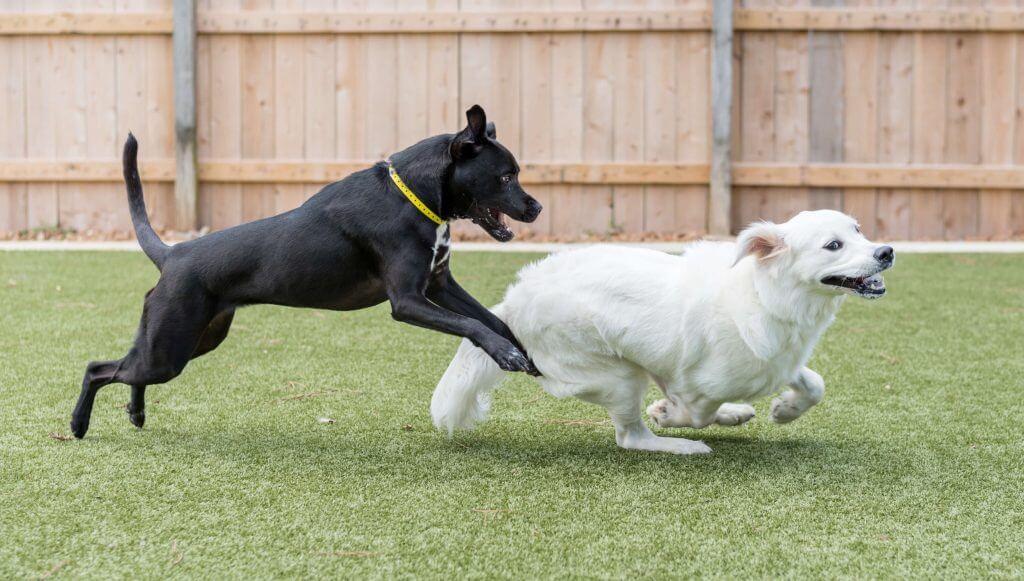 Dogs playing at daycare