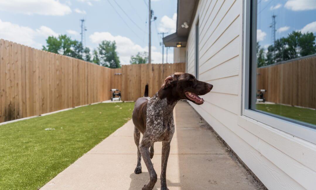 Expert Veterinary Care in Midtown Memphis The Pet Hospitals