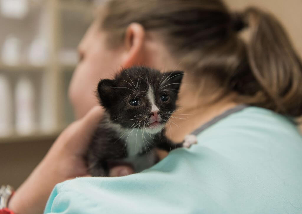 Tiny kitten at Poplar