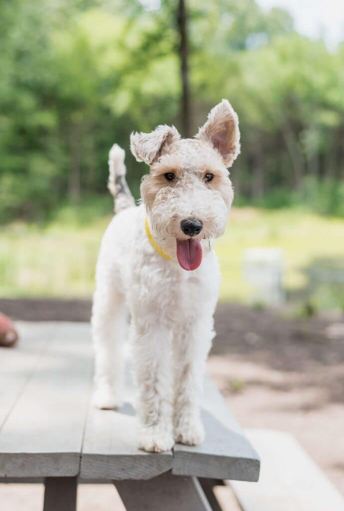 does the lakeland terrier have rabies