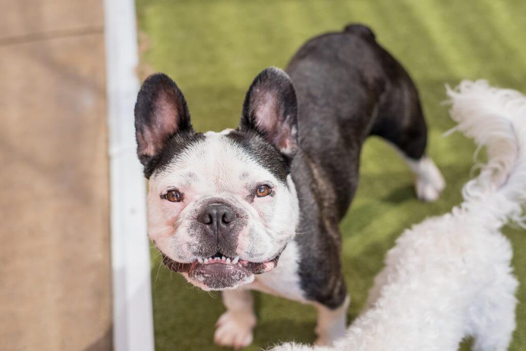 Brachycephalic Syndrome Part I: Breathing And Oral Health | The Pet ...